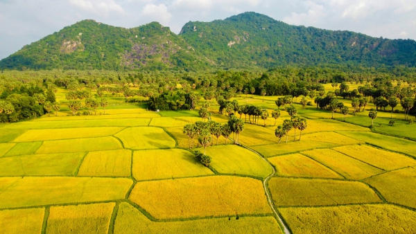 Tour Miền Tây Tết Nguyên Đán 2025:  Cần Thơ - An Giang - Miếu Bà Chúa Xứ - Rừng tràm Trà Sư - Chùa Tà Pạ - Cánh đồng Tà Pạ 1 ngày