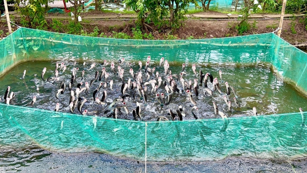 Tour miền Tây mới 2025: Cần Thơ - Cồn Sơn