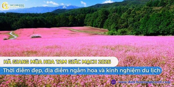 Hà Giang mùa hoa tam giác mạch 2026: Thời điểm đẹp, địa điểm ngắm hoa và kinh nghiệm du lịch