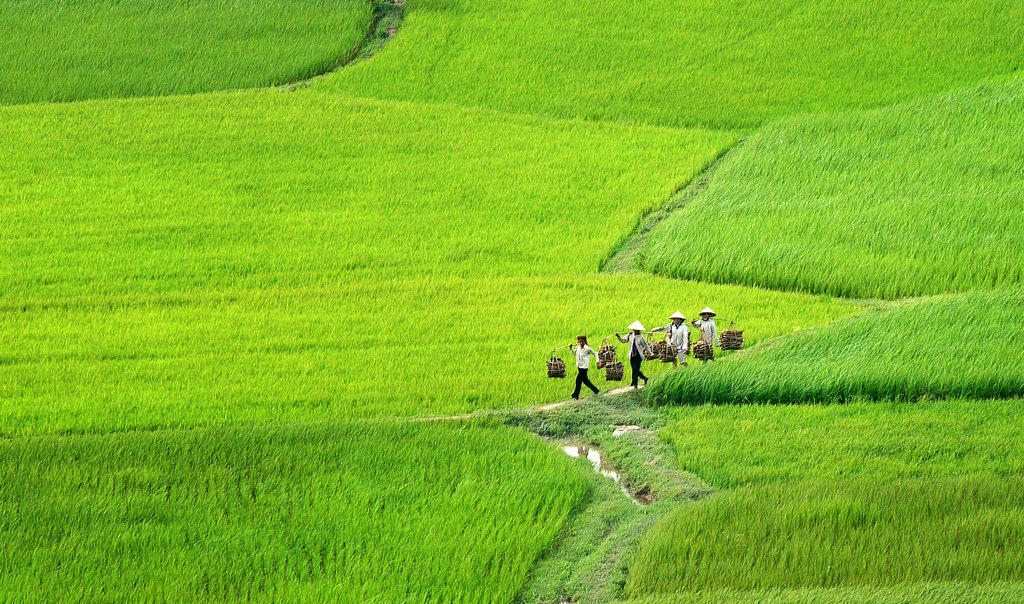 cánh đồng tà pạ mùa lúa non