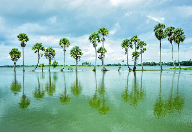 Cánh Đồng Nước Nổi An Giang