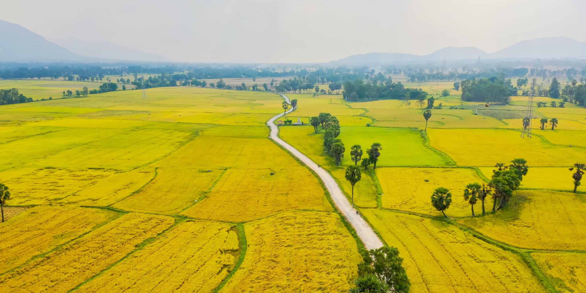 cánh đồng tà pạ mùa lúa chín