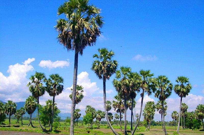 Hàng cây thốt nốt