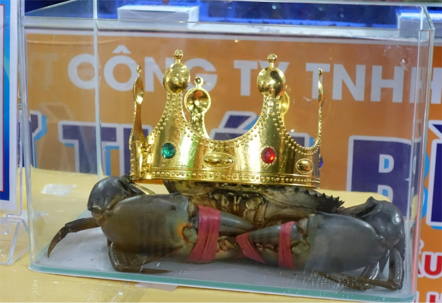 Cuộc thi và xác lập kỷ lục “Cua Cà Mau”